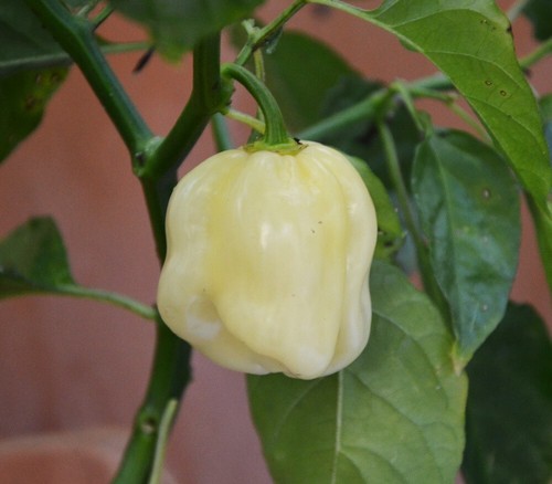 Semi peperoncino - di,