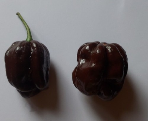 Semi peperoncino 7pot - 20,