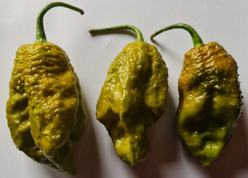 Semi peperoncino big - 20,