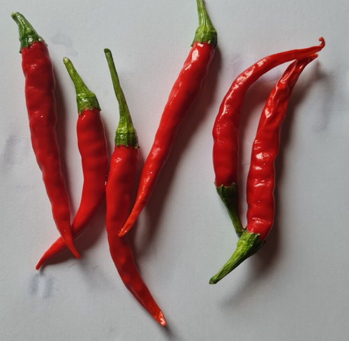 Semi peperoncino lago - semi,