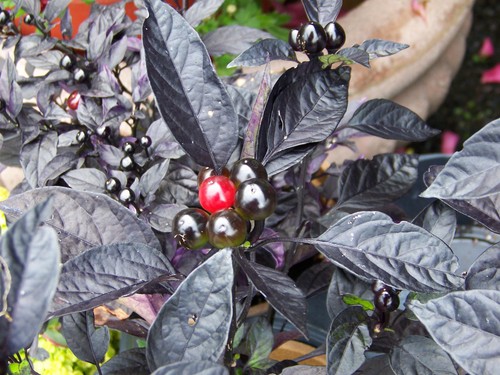 Semi peperoncino black - 10,
