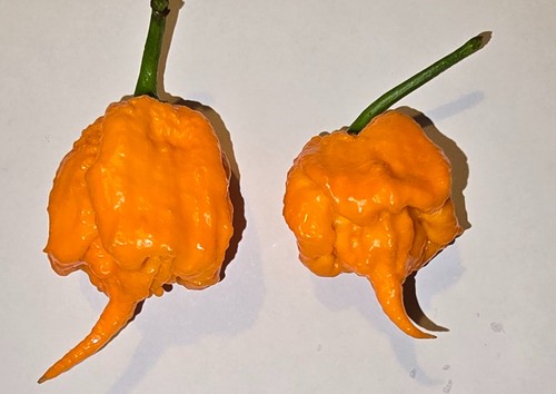 Semi peperoncino - 20, di