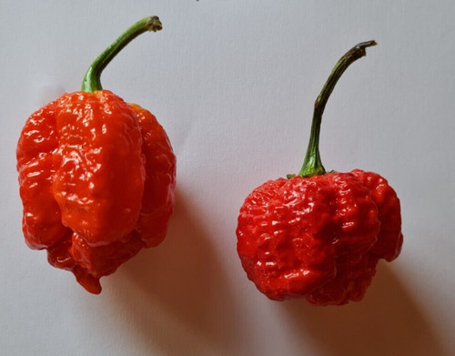 Semi peperoncino borg 9 - 20, di