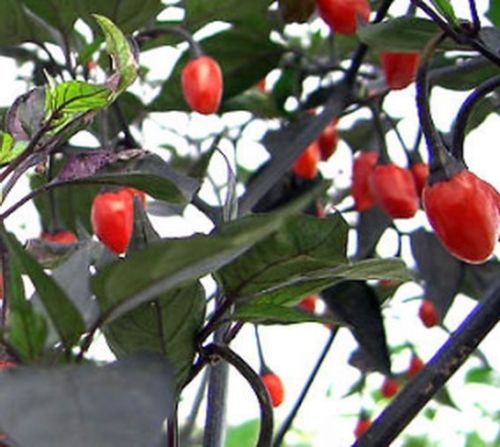 Peperoncino heirloom - -,