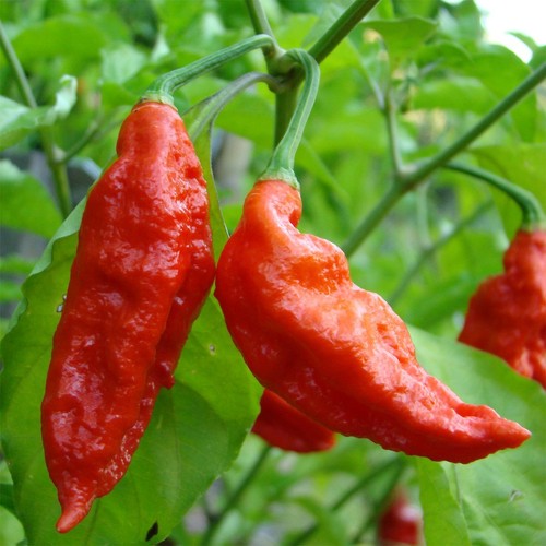 Semi bhut jolokia - 20,