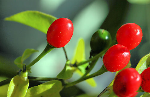 Peperoncino pequin 25 - -, "