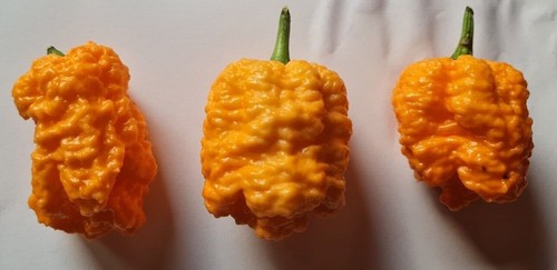 Semi peperoncino - 20,