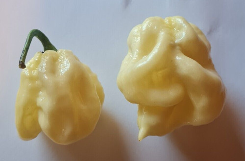 Semi peperoncino - semi, di