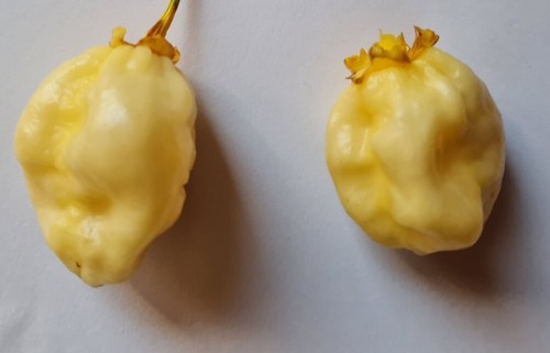 Semi peperoncino 7pot - di,
