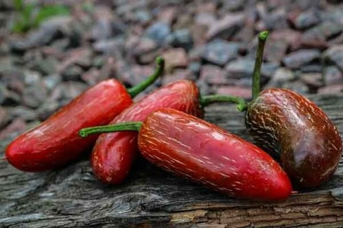 Semi peperoncino - 20, di