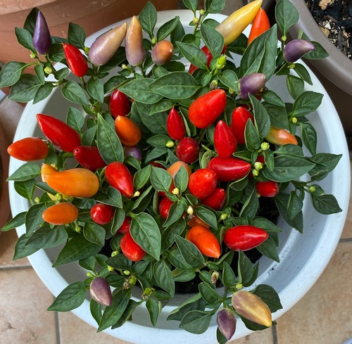 Semi peperoncino piccante - peperoncino,