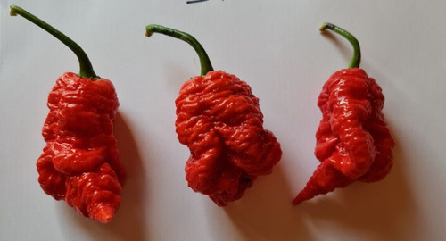 Semi peperoncino death - peperoncino,