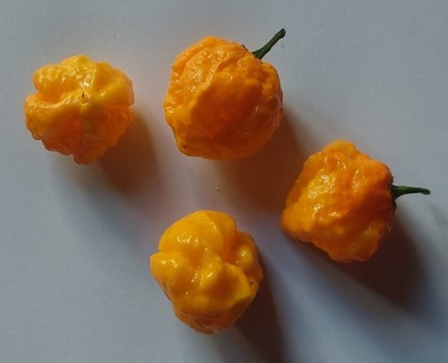 Semi peperoncino schotch - semi,