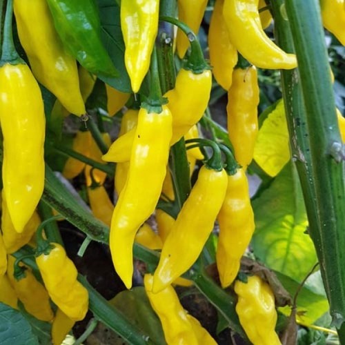 Semi peperoncino - semi, di