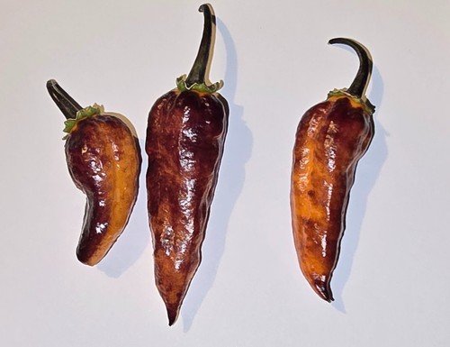 Semi peperoncino mamp - di,