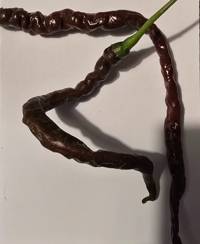 Semi peperoncino thunder - semi, di