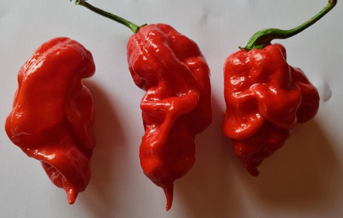 Semi peperoncino t - semi,
