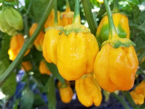 Semi peperoncino bubble - 20,