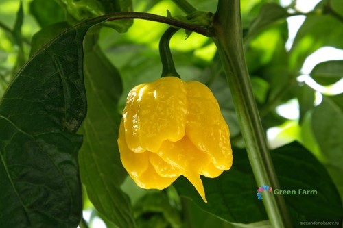Semi peperoncino più caldo - peperoncino,