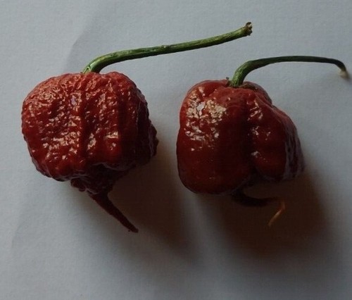 Semi peperoncino - 20, di