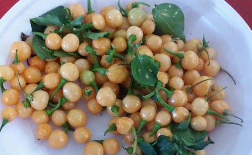 Semi capezzoli di - di,