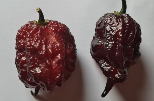 Semi peperoncino gator - di,