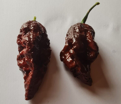 Semi peperoncino naga - peperoncino,