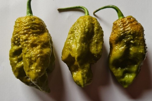 Semi peperoncino big mama - semi,