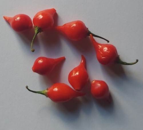 Semi peperoncino - di,