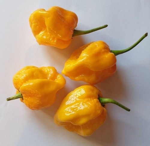 Semi peperoncino - 20,