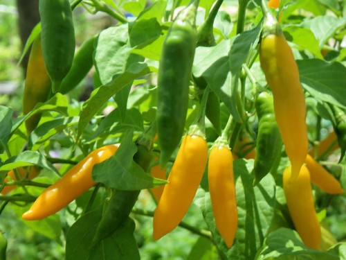 Peperoncino costeno - peperoncino,