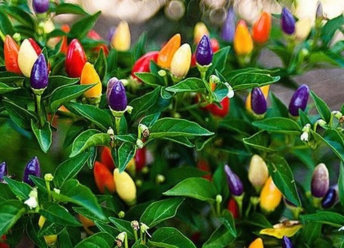 Semi peperoncino arcobaleno - semi,