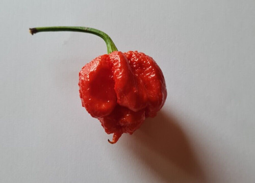 Semi peperoncino dragon - 20,