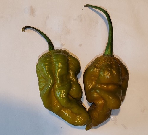Semi peperoncino naga - di,