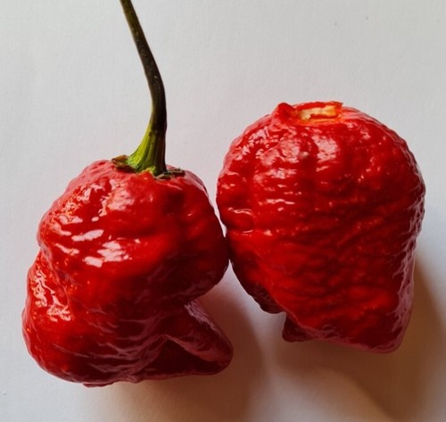 Semi peperoncino - 20,