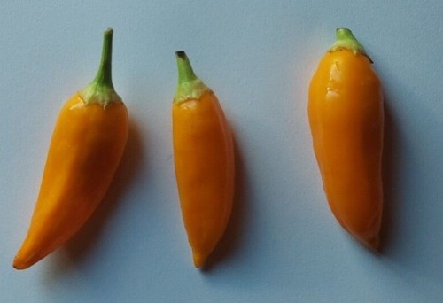 Semi peperoncino aji - semi,