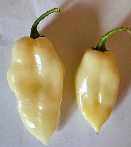 Semi peperoncino fatali - 20,