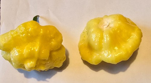 Semi peperoncino lemon - di,