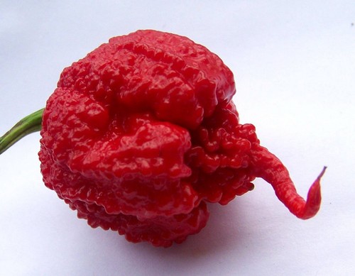 Semi carolina reaper - 30,