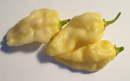 Semi peperoncino - di,
