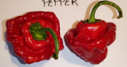 Semi peperoncino - 20,