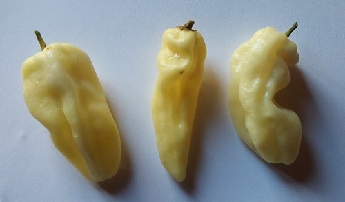 Semi peperoncino - 20,