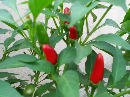 Semi peperoncino - semi, di