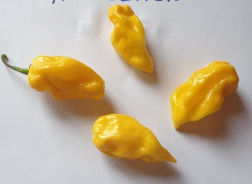 Semi peperoncino - di,