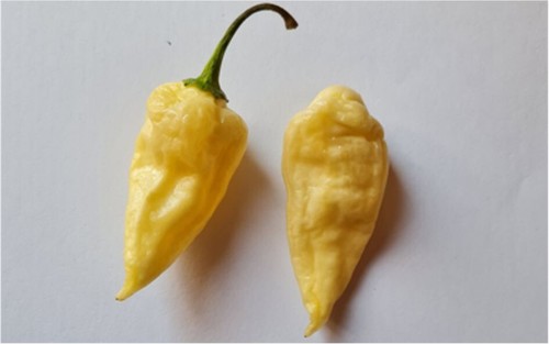 Semi peperoncino naga - peperoncino,