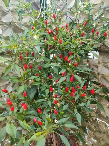 Semi peperoncino - semi,