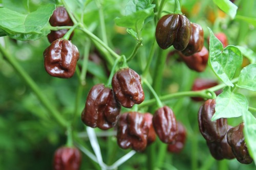 Semi habanero chocolate - semi,