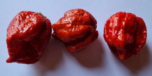 Semi peperoncino - 20, di