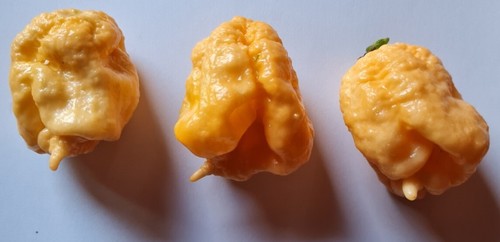 Semi peperoncino - di,