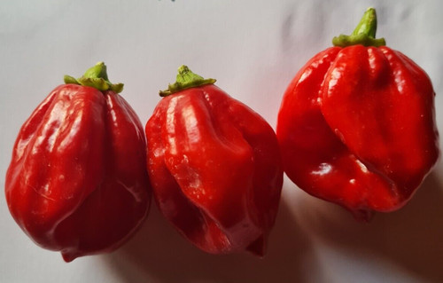 Semi peperoncino bubble - semi,